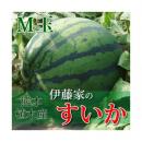 伊藤家のスイカ M玉 送料無料 大玉 熊本県 植木 スイカ (植木西瓜)